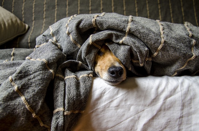 When Allergies Never Take A Break: Living with Chronic Indoor Triggers