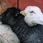 Strong Connections, Stronger You: The Health Benefits of Meaningful Relationships