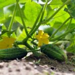 Salmonella Outbreak Linked to Cucumbers Hits 18 States