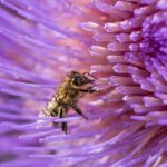 Allergy Season is Getting Longer: Expert Tips to Breathe Easier Now