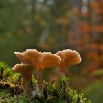 There’s a Fungus That Eats You From the Inside—And It’s Spreading