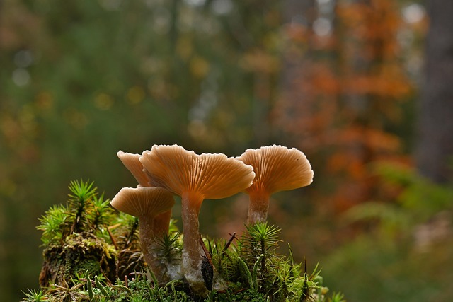 There’s a Fungus That Eats You From the Inside—And It’s Spreading