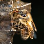 Can Bee Venom Help Fight Cancer? New Study Explores