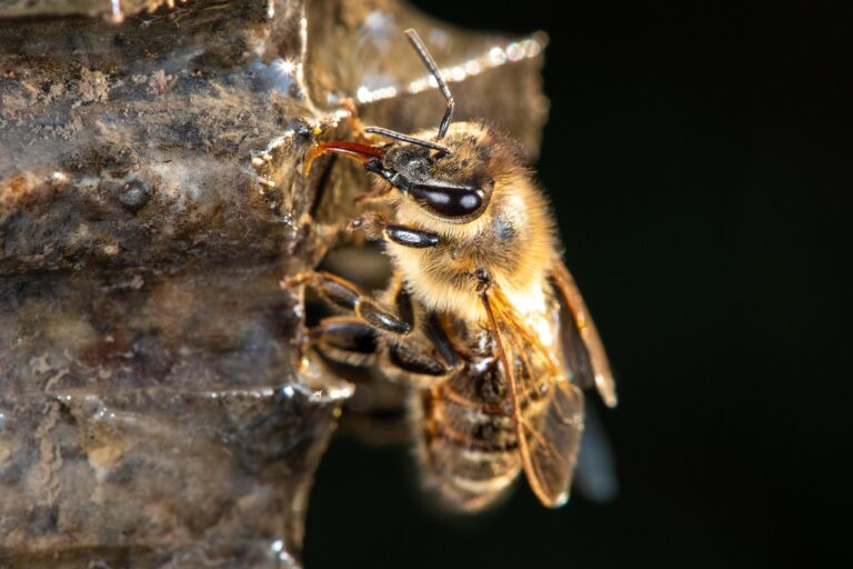 Can Bee Venom Help Fight Cancer? New Study Explores