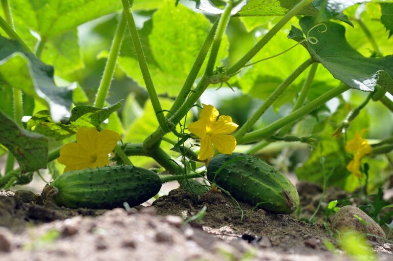 Salmonella Outbreak Linked to Cucumbers Hits 18 States