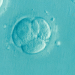 Lab-Grown Human Embryos: Medical Breakthrough or Concern?