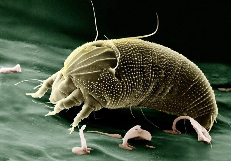 Are Tiny Mites on Your Face Keeping You Up at Night?