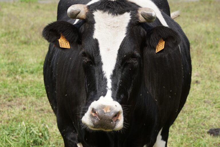 Millions of Flies Dropped from Planes? The Shocking Plan to Stop the Screwworm Outbreak