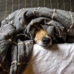 Can Your Pet Bring Dangerous Diseases Into Your Home?