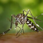 How to Protect Yourself from Mosquito-Borne Illnesses This Year