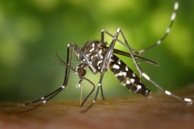 How to Protect Yourself from Mosquito-Borne Illnesses This Year