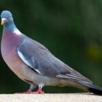 Can You Get Sick from Bird Droppings?