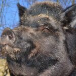 A Pig Lung Transplanted Into a Human Worked for 9 Days