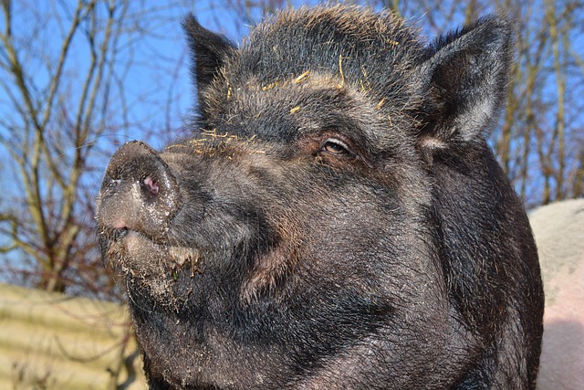 A Pig Lung Transplanted Into a Human Worked for 9 Days