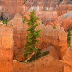 Plague in the American Southwest: Is the Disease Spreading?