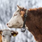 First Human Case of Flesh-Eating Screwworm Detected in U.S.