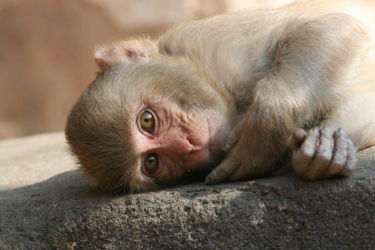 Scientists Reverse Aging in Monkeys Using Mitochondrial Therapy