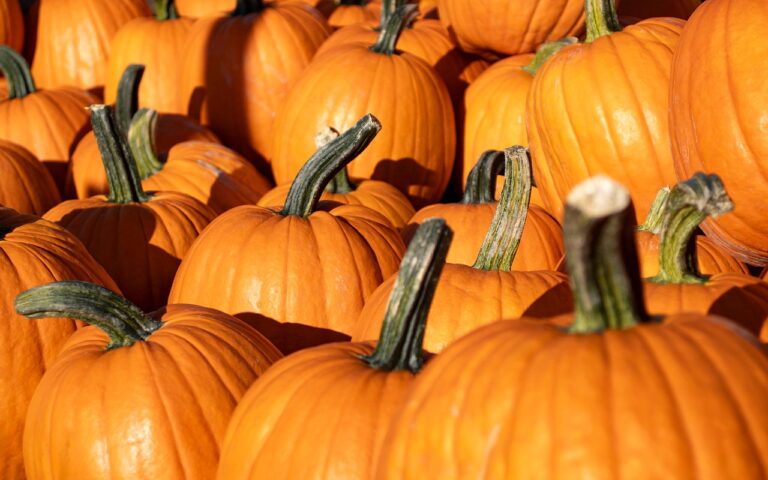 Pumpkin Power: Surprising Benefits of Fall’s Favorite Superfood