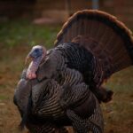 Crohn’s & Colitis at Thanksgiving: Eating with Confidence