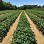 Cesar Chavez Alleged to Have Sexually Abused Young Girls