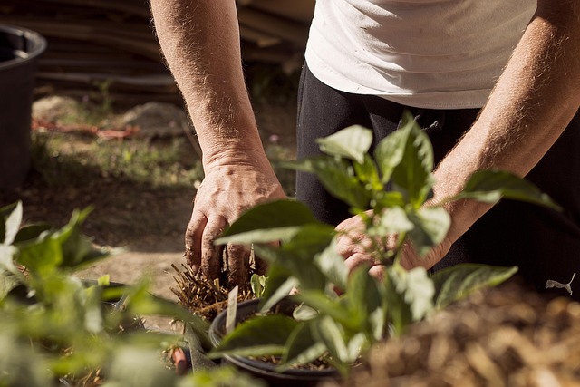 Why You Should Take Up Gardening