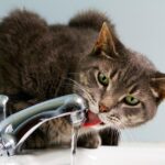 Why You Should Be Drinking Water Every Day