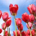 Why We’ve Fallen in Love with Gardening