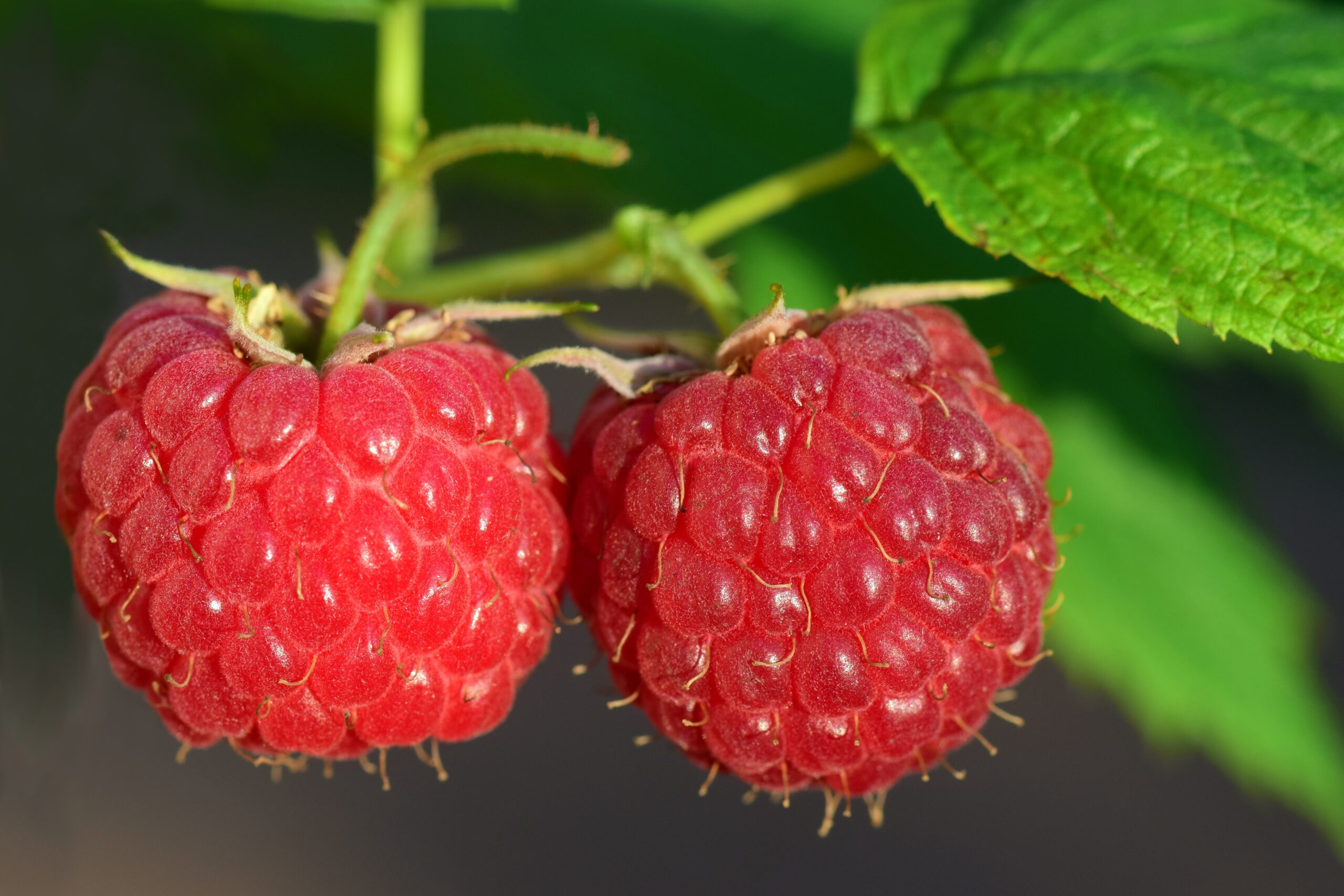 Eat the Season: The Healthiest (and Tastiest) Foods to Enjoy This Summer
